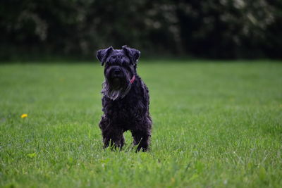 Black dog on field