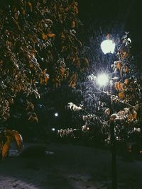 Close-up of illuminated tree against lake at night