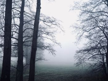 Trees in forest during foggy weather