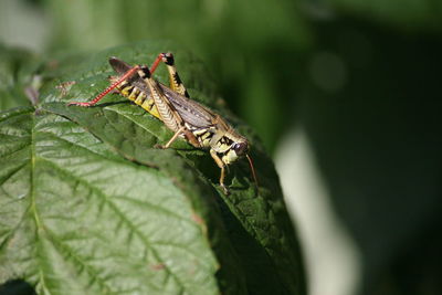 Close-up of damselfly on leaf