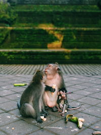 Monkey family