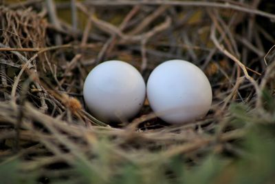 Close-up of eggs