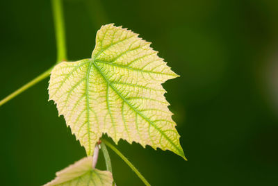 Close-up of maple leaves