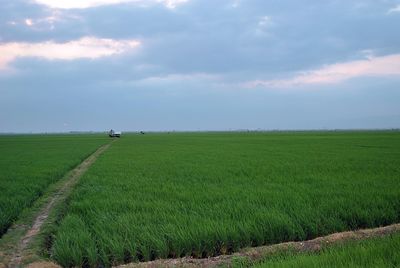 Scenic view of agricultural field against sky
