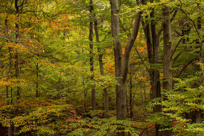 Trees in forest during autumn