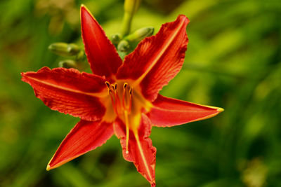 Close-up of red flower