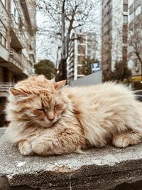 Close-up of cat looking away