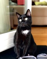 Portrait of black cat sitting at home