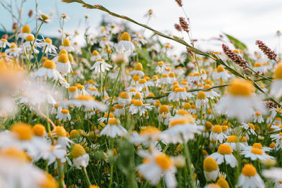 Close-up of yellow flowering plants on field