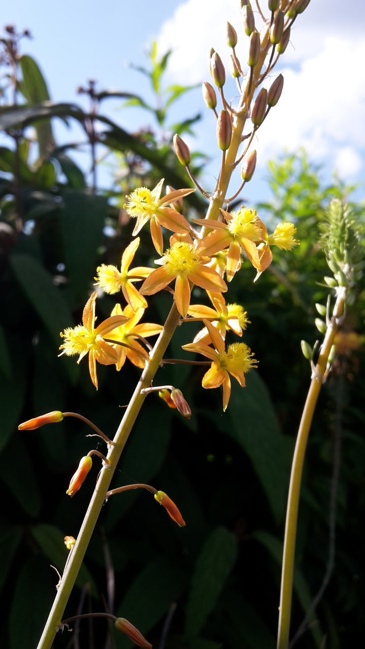 CLOSE-UP OF YELLOW FLOWERS BLOOMING