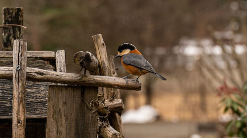 Close-up of bird perching on wooden post