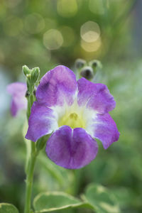 Close-up of purple flowering plant