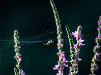 Close-up of spider on web