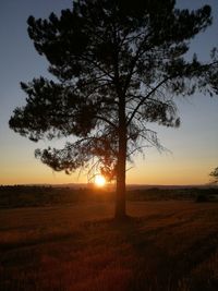 Silhouette tree on field against sky during sunset