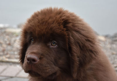Cute brown newfoundland puppy dog with a sad face.
