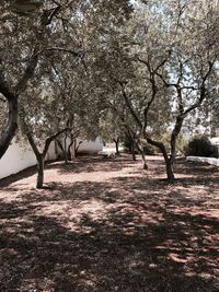 Bare trees on field during winter