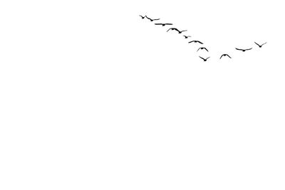 Birds flying against clear sky