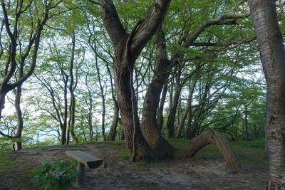 Trees growing in forest