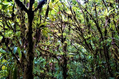 Low angle view of trees in forest