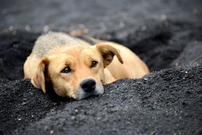 Close-up portrait of a dog