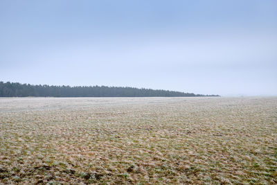 Scenic view of field against clear sky