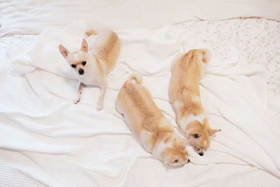 High angle view of dogs lying on bed