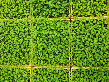 Full frame shot of green plants