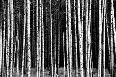 Low angle view of trees in forest