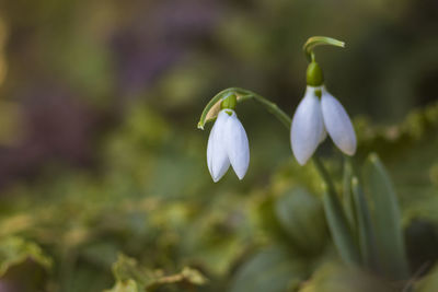 Close-up of flower blooming outdoors