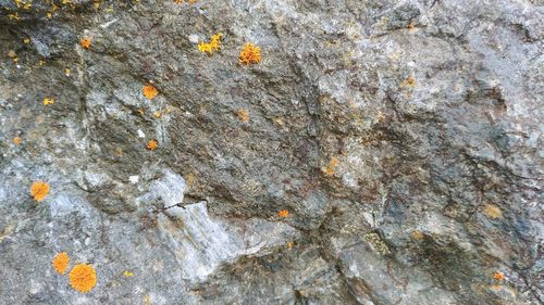 Close-up of lichen on rock