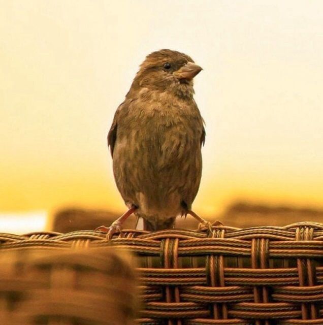 one animal, bird, animal themes, animals in the wild, perching, wildlife, focus on foreground, copy space, clear sky, close-up, yellow, beak, nature, side view, sunset, no people, outdoors, looking away, bird of prey, full length