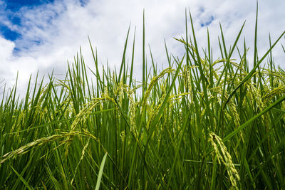 The green rice paddy field background