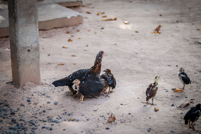 High angle view of birds on the ground