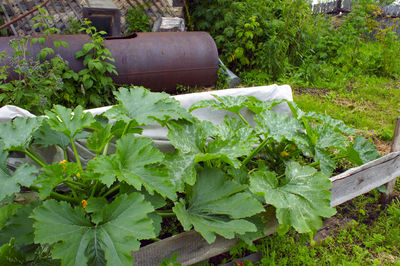 Close-up of plants