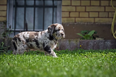 View of a dog on field