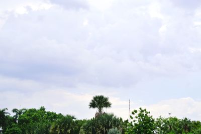 Low angle view of trees against sky