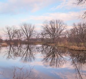 Reflection of bare trees in lake