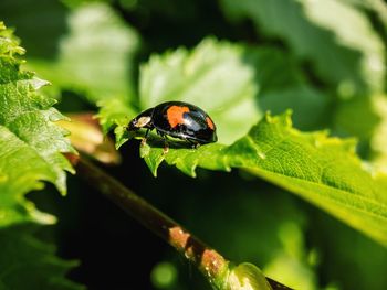 Close-up of ladybug on leaf