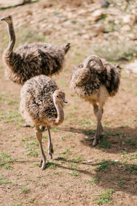 Side view of bird on field