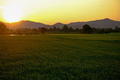 Scenic view of field against sky during sunset