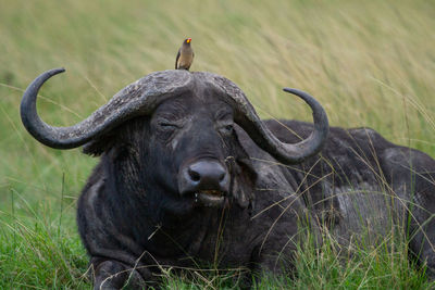 Portrait of buffalo with bird on its head
