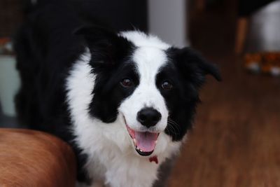 Close-up portrait of dog