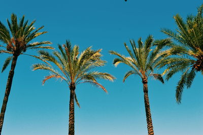 Low angle view of palm trees against clear blue sky