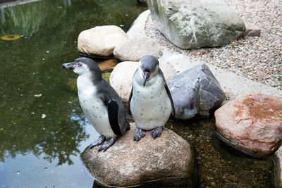 High angle view of birds perching on rock