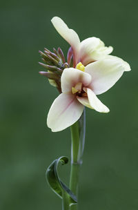 Close-up of white flowers