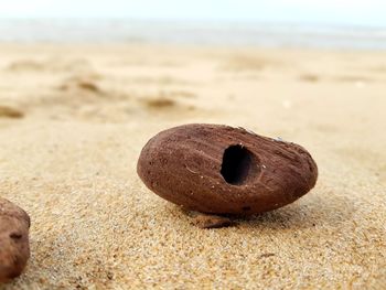 Close-up of shell on sand