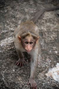 Close-up of monkey