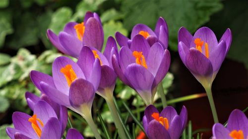 Close-up of purple crocus flowers