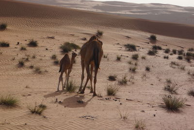 Camel on landscape