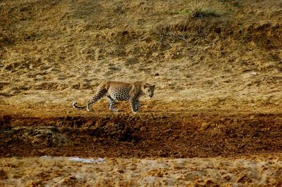 View of cat running